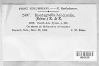 Gibberidea heliopsidis image